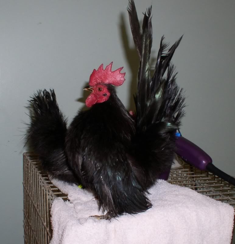 washingchickens014.jpg