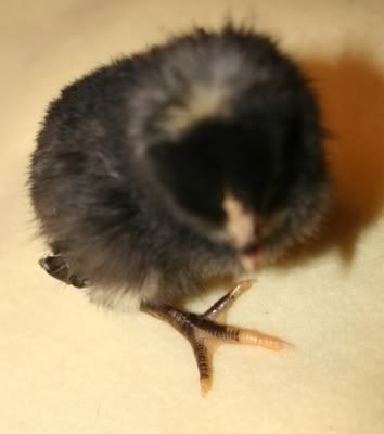 BarredChick3_forID_D.jpg