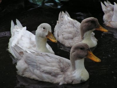 afc9d9f2ab64a200b3060aef50ac5e0f--blue-cross-pekin.jpg