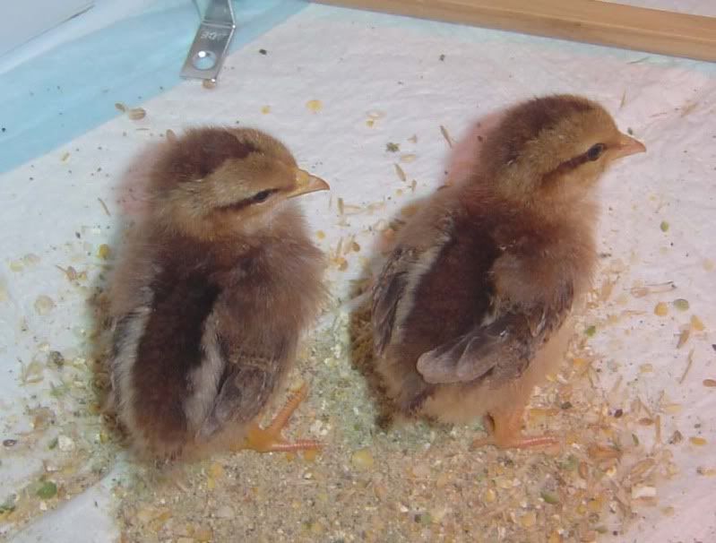 chicks3.jpg