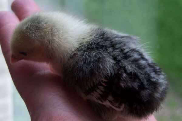 chick5.jpg