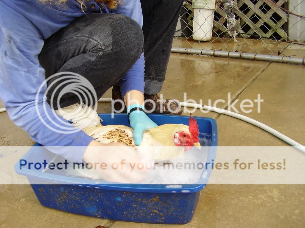 MLPetc006.jpg