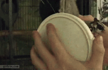 231.gif