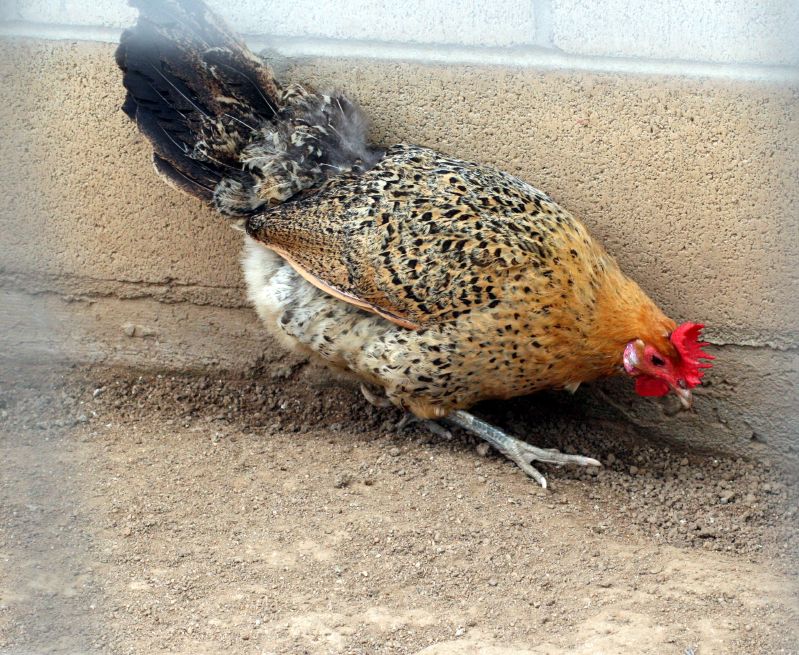 Sicilian_Buttercup_Chicken.jpg