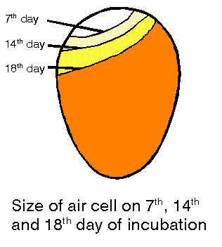 aircell.gif