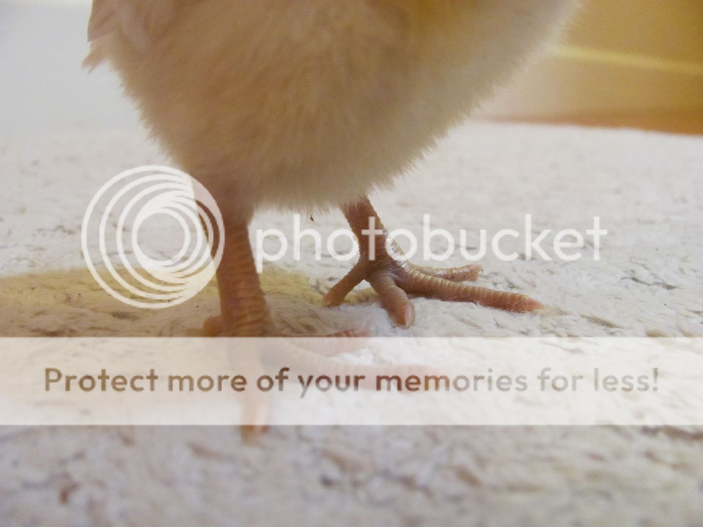 EEchick006.jpg