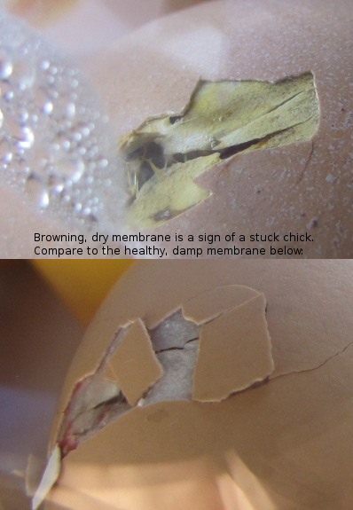 20110518healthymembrane.jpg