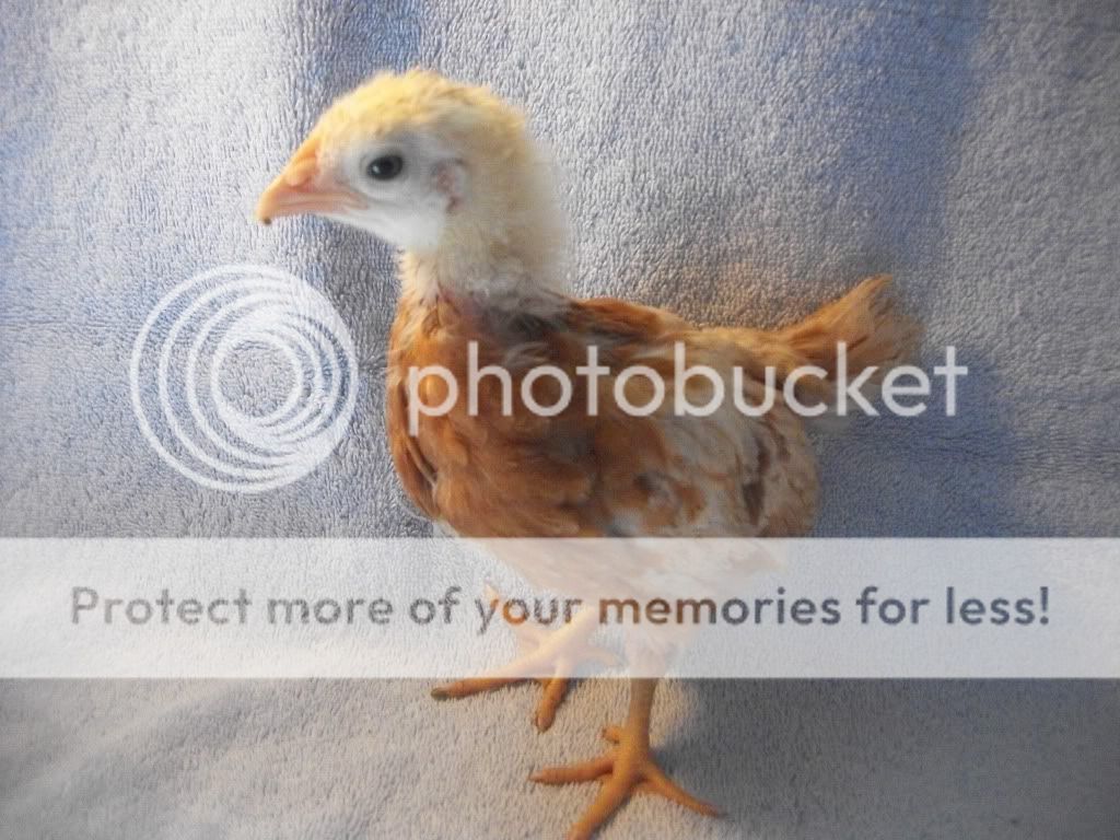 ChickiePhotos00008.jpg