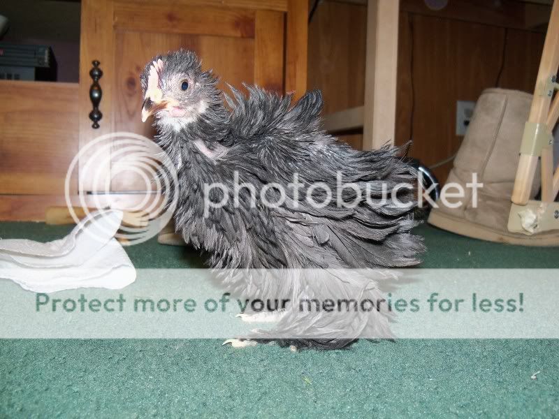 5weekchick052.jpg