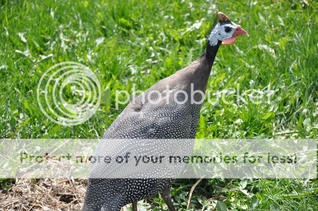 DSC_3155.jpg