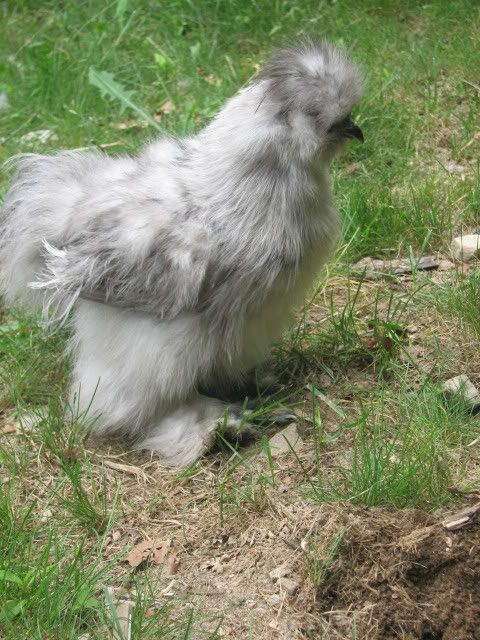 silkies121.jpg