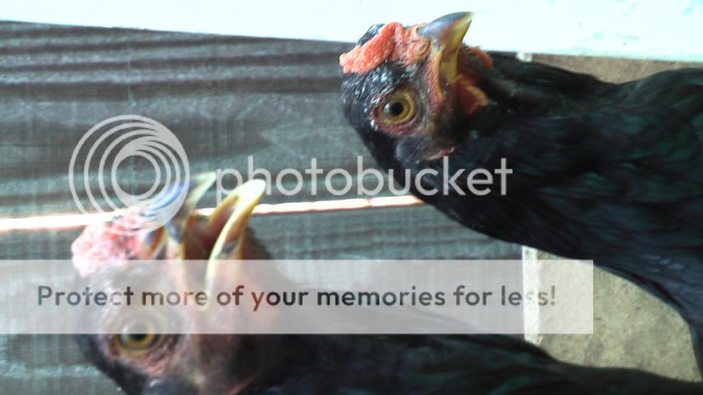 junechickens006.jpg