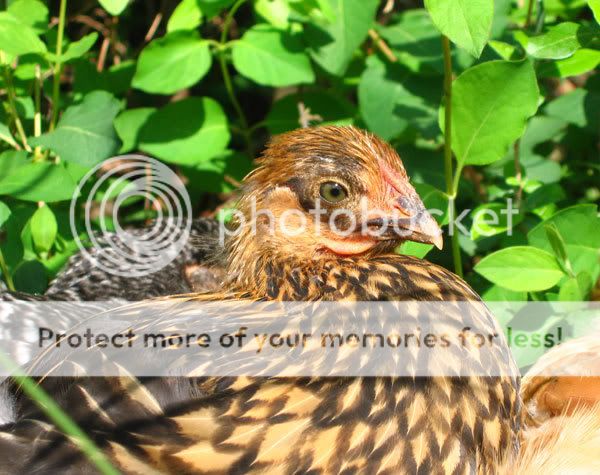 8-week-old-golden-laced-wyandotte.jpg