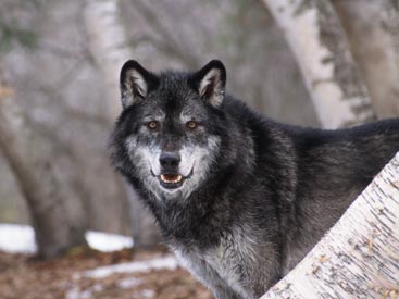 black-wolf-9.jpg