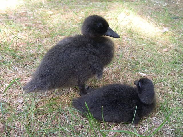DSCN1634.jpg