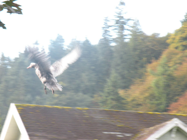 DSCN5161.JPG