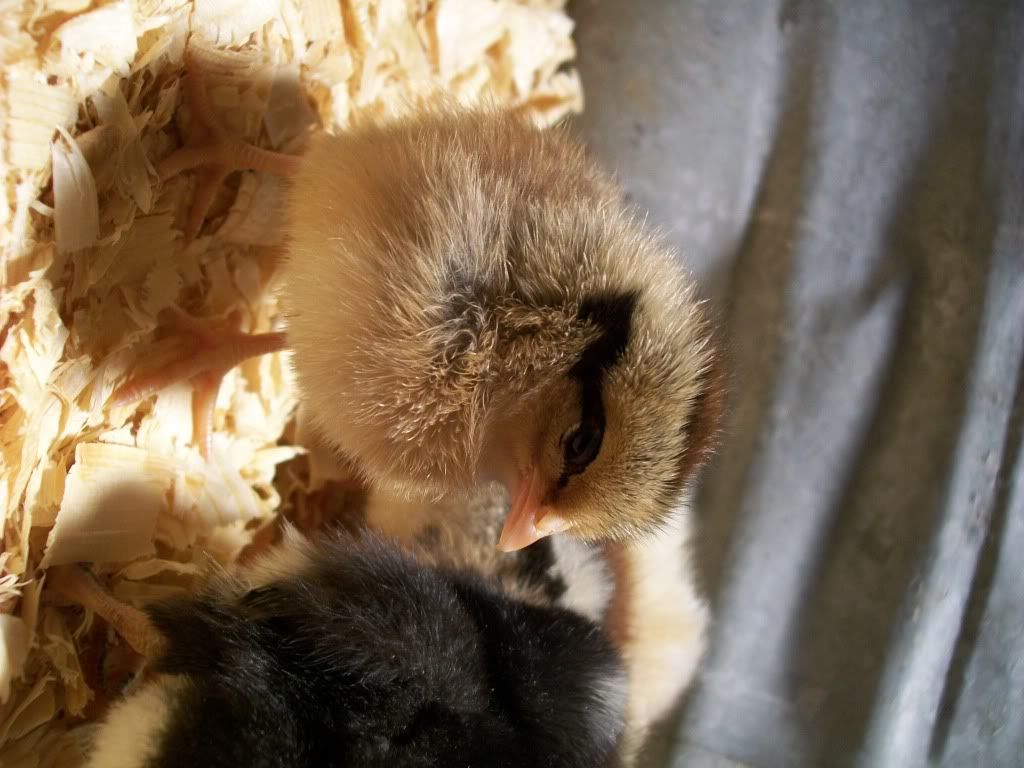 chicks2037.jpg