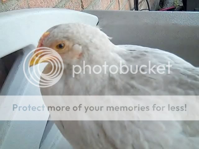 Video8200000-013.jpg