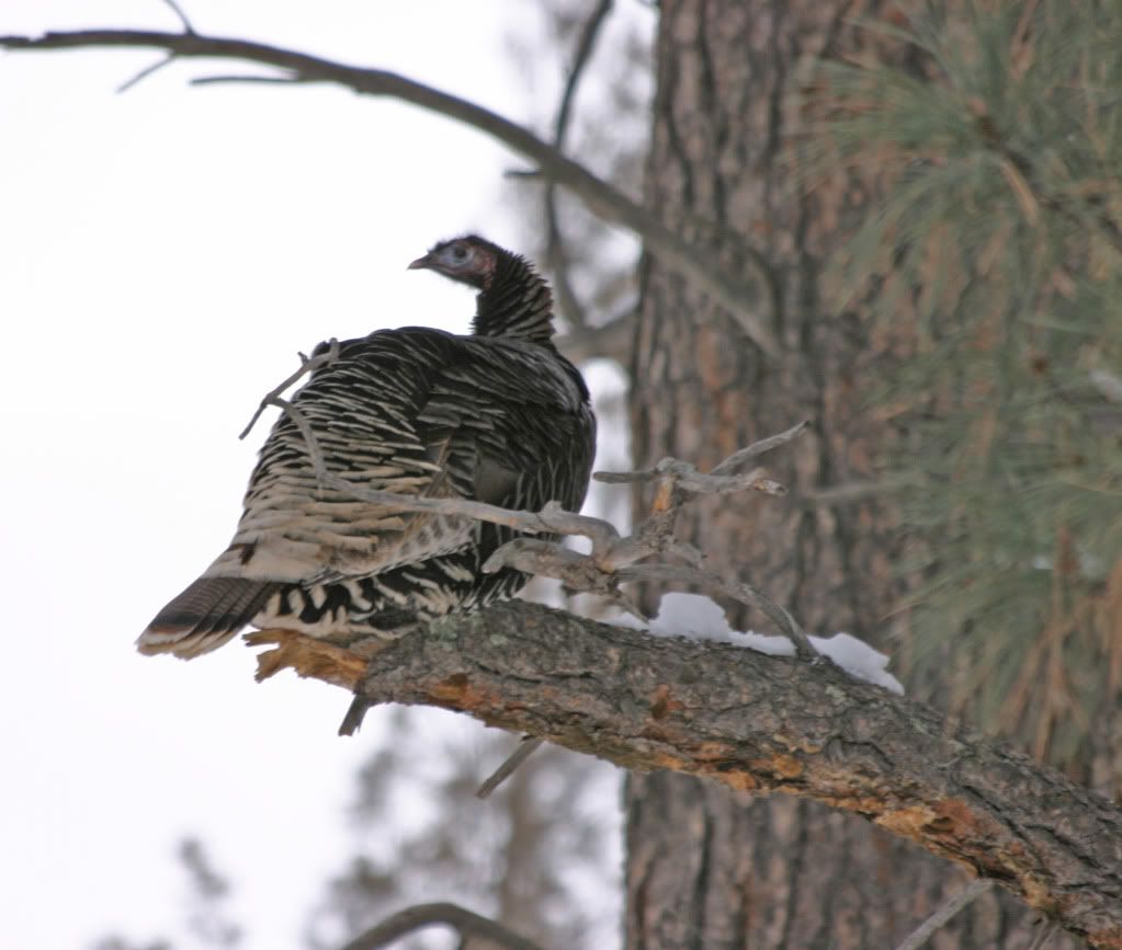 turkeyintree2.jpg