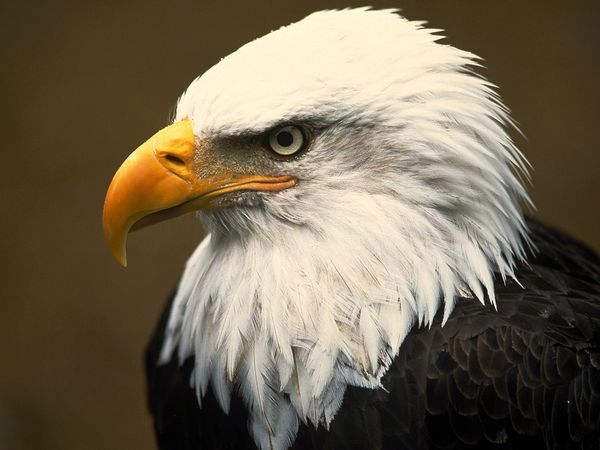 bald-eagle_1_600x450.jpg