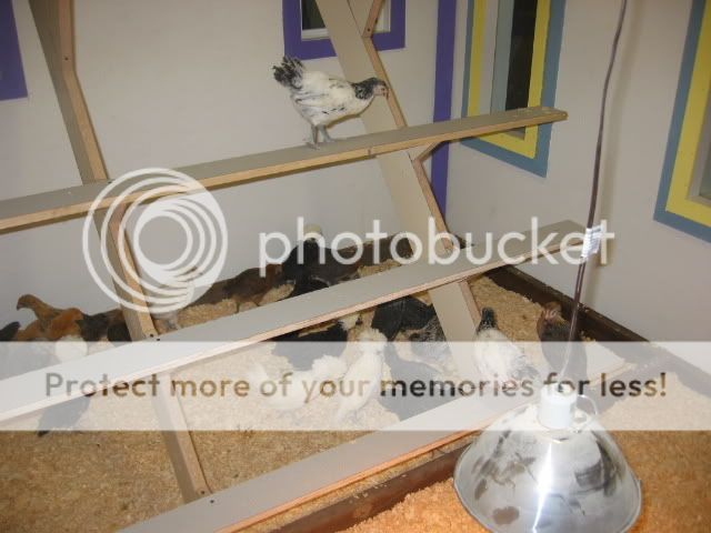 100_0019-4.jpg