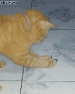 1394312388_mouse_tricks_cat_by_playing_dead.gif