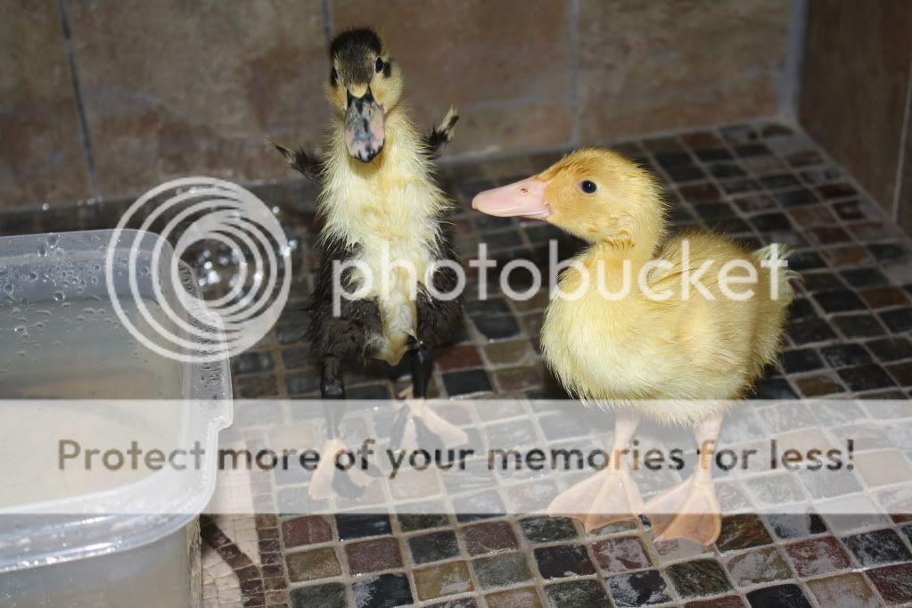 duckies024.jpg