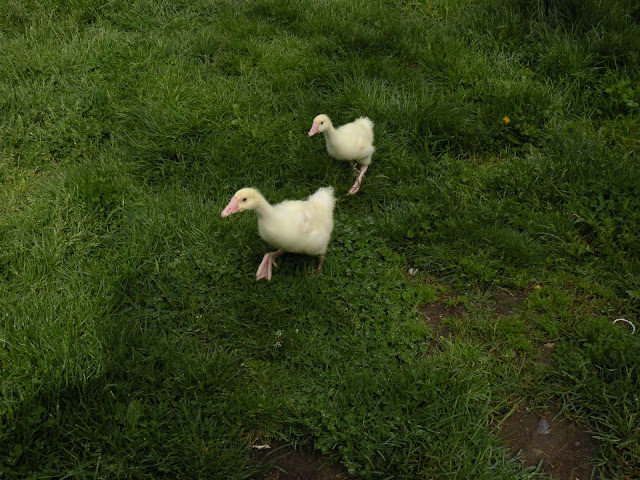 DSCN3185.JPG