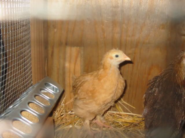 10weekchicks009.jpg