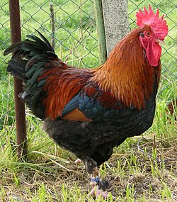 250px-Fro1.jpg