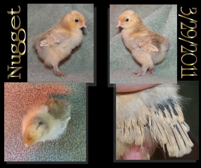 Nugget.jpg