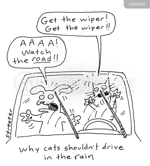 animals-cat-dog-drives-drivers-driving-bstn453_low.jpg