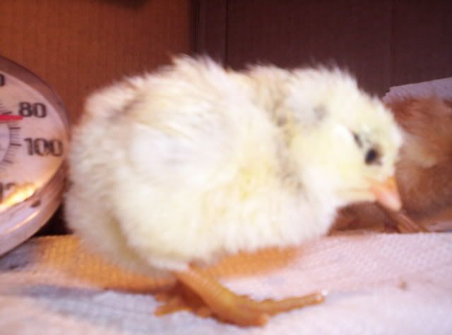 Babychicks029.jpg