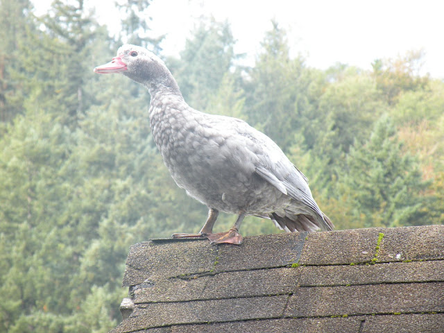 DSCN5159.JPG