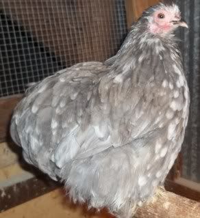 Chickens1-10025.jpg