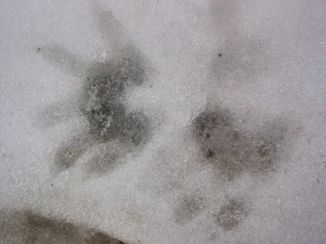 tracks005.jpg