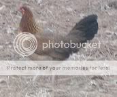 Gamefowl2.jpg