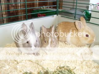 bunnies003.jpg