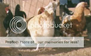 Chickenyard-1.jpg