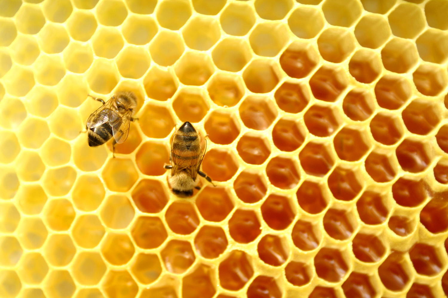Honey.jpg