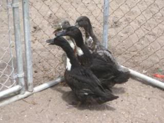 ducksandshuttlesbirthdaypics089.jpg