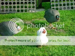 WeddingGarden029.jpg