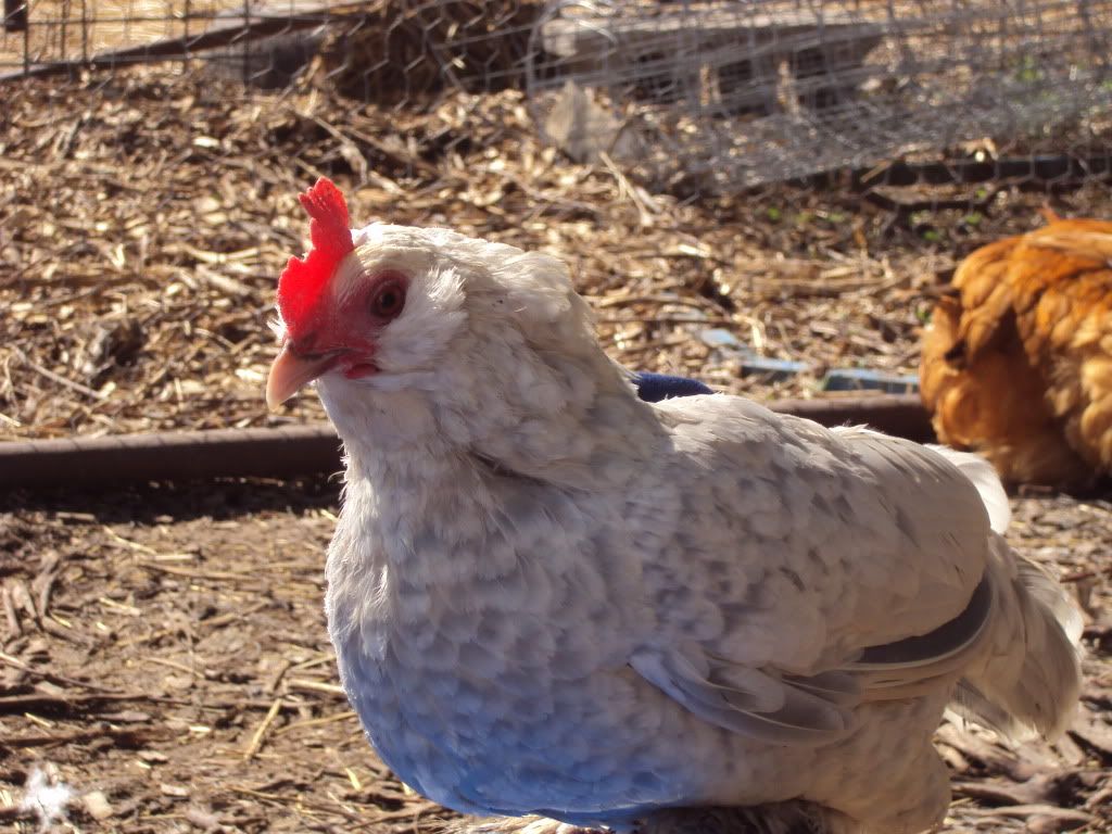 ChickPicks1327-1.jpg