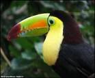 keelbilledtoucan.jpg