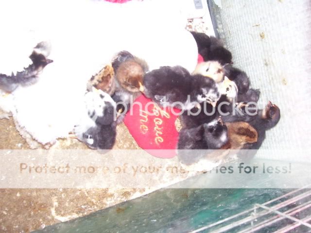 100_2490.jpg