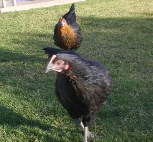 chickenseggs010.jpg