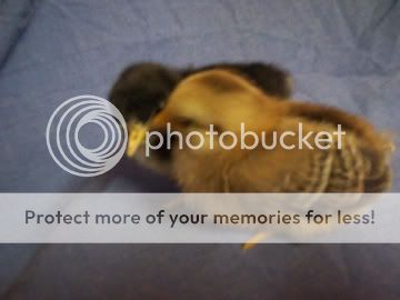 chickkisses3x5.jpg