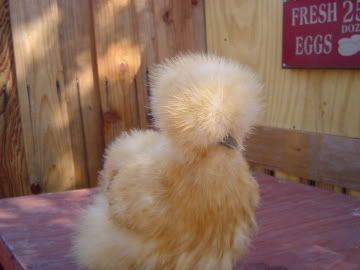 bantams003.jpg