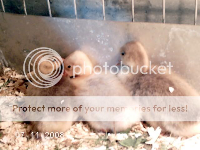 Goslings.jpg