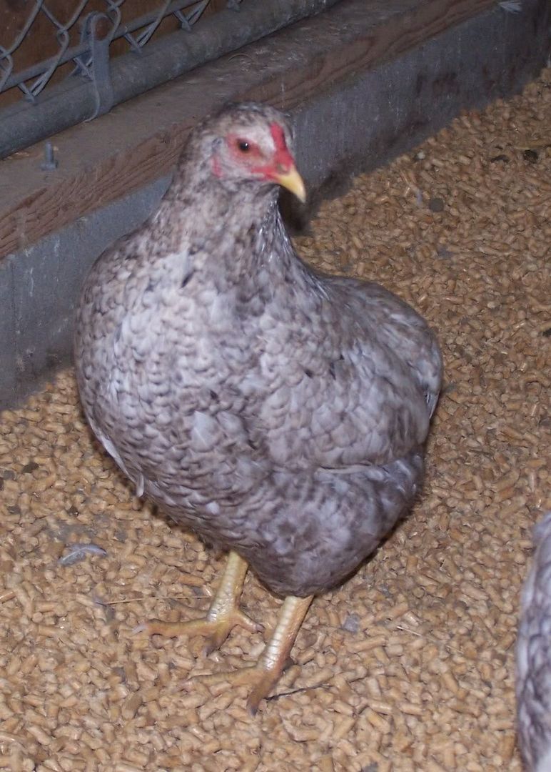 CuckooAraucanas012.jpg
